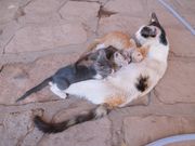 遺跡でかわいい猫に遭遇