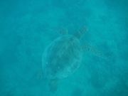 目の前を悠然と泳ぐ海亀