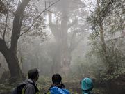 幻想的な縄文杉