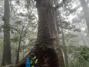 さわれる縄文杉