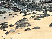 甲羅干しのカメ軍隊