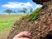 バランスロック