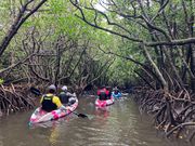 マングローブのトンネル