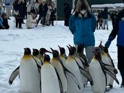 旭山動物園ペンギンの散歩