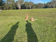 カンガルー背後からワンショット！