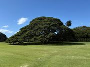 この木なんの木