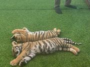 トラの赤ちゃん