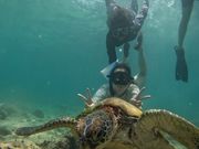 モアルボアルでウミガメと