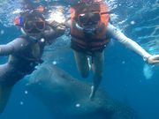 ジンベイちゃん