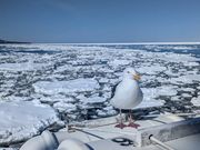 流氷とカモメ