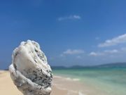 お気に入りの貝殻