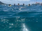 真ん中あたりにホヌが