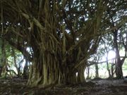 ベンガルボダイジュ