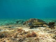 ウミガメに会えた