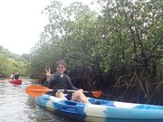 浦内川のマングローブ林