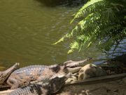 園内のワニ