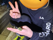 本土にいないカエルを発見！