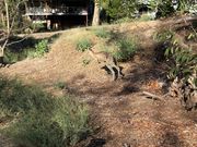 野生カンガルー