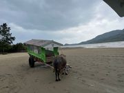 由布島の水牛体験