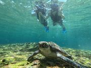 ウミガメと3ショット