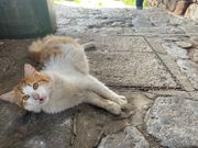 至る所ににゃんこ