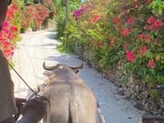 竹富島でも水牛車に乗って村を散策｡車を引いてくれたカイジ君をネタにしたガイドさんのトークに皆大笑い。