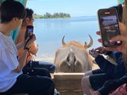 のーんびりと由布島へ水牛車で渡ります。時間がゆっくりと流れます。