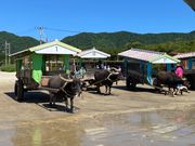 水牛車が勢揃い｡なかなかの景色です。