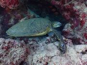 待望のウミガメとご対面♪