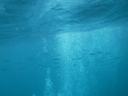 イワシの大群に圧巻