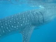 えら呼吸が目の前で見える距離のジンベイザメ