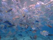 曇ってても透明度高い