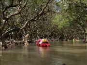 奄美大島のマングローブ