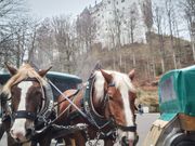 馬車片道8ユーロ（現金のみ）