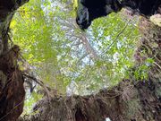 ウィルソン株。ハートがとても綺麗でした。往路は混んでいたので復路で写真を撮りました。