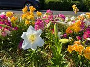 いい感じで開花してます