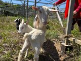 山下さん家のヤギさん達