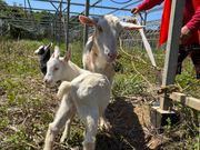 山下さん家のヤギさん達