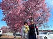 早咲桜🌸🌸🌸と共に