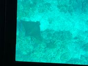 偶然エイも見れました