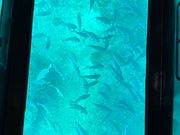 魚の多いところを見せてくれる