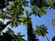 金作原のヒケゲヘゴ