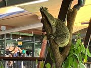 朝食会場に連れてこられたコアラ