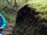 河口のふわふわ苔