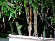 アマミアオガエルVSガラスヒバァ