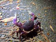 カクレイワガニ