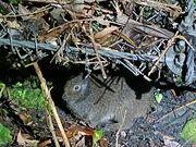 アマミノクロウサギ(幼)