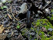 シリケンイモリ