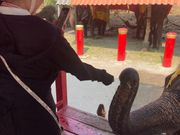 ぞうに初めて乗りました