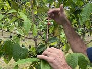 珈琲農園で果樹と珈琲栽培の方法を学び、3種類の美味しい珈琲試飲をしました☕️